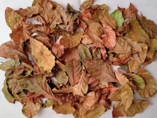 コーヒーノキの落ち葉