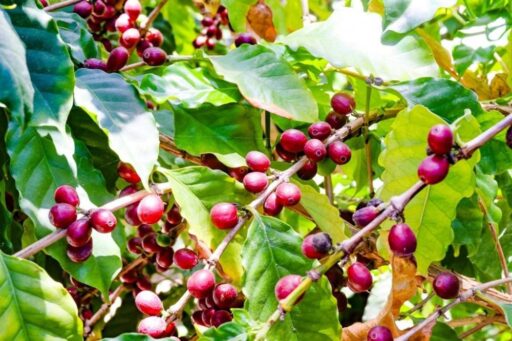 コーヒーの実
